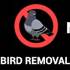 No More Birds