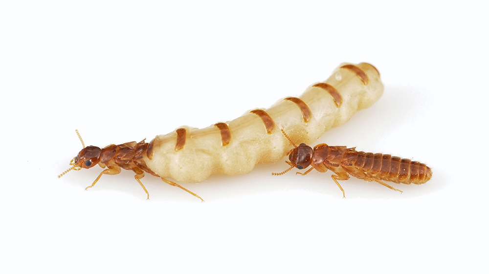 Termite Control 